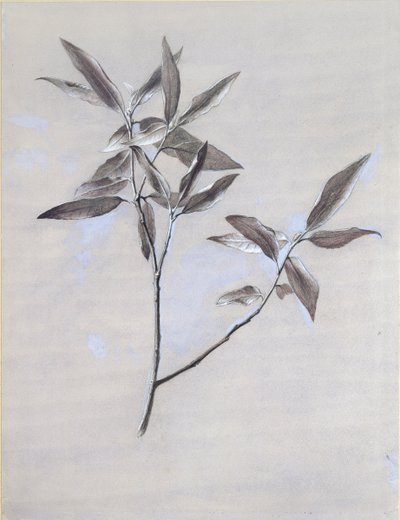 Veronasta vuoden 1878 jälkeen kerätyn kuivatun oliivisuihkeen pinta tekijältä John Ruskin