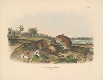 Puuvillarotta tekijältä John T. Bowen, after John James Audubon