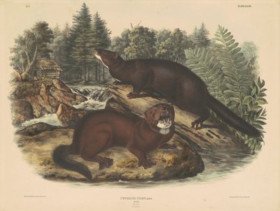 Minkki tekijältä John T. Bowen, after John James Audubon