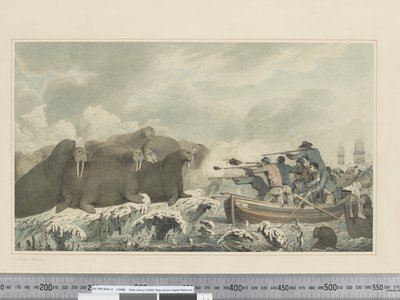 F.32 Merihevoset, n. 1773-1784 (akvarelli) tekijältä John Webber