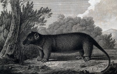 Opossum, kaiverrus John Webberin (1750-1793) piirustuksen jälkeen tehty James Cookin kolmannen matkan aikana tekijältä John Webber