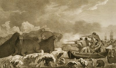 Sea Horses, J. Heathin hahmot, kaiverrettu E. Scottin levy 52 julkaisusta "Journal of a Voyage to the South Seas", litteroitu Sydney Parkinsonin lehdistä, pub. 1823 tekijältä John Webber
