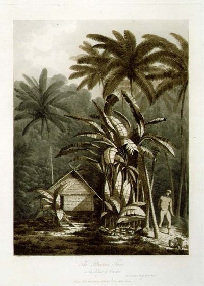 Plantain Tree Krakatoa saarella, 