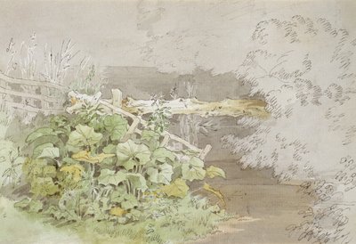Dock Plants varjostetun virran varteen (kynä ja muste ja wc paperilla) tekijältä John White Abbott