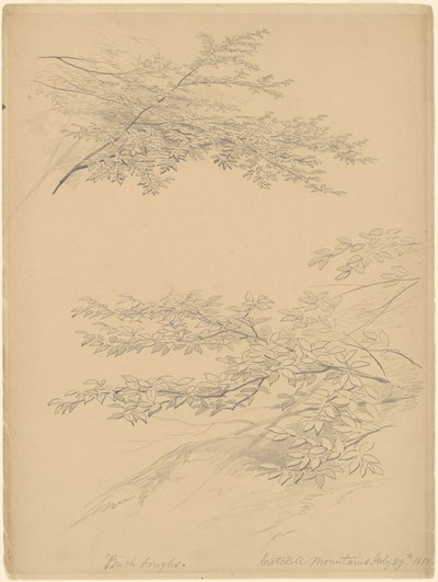 Koivun oksat, Catskill-vuoret tekijältä John William Casilear