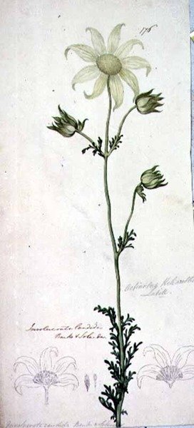 Flanellikukka, actinotus helianthe labill tekijältä John William Lewin
