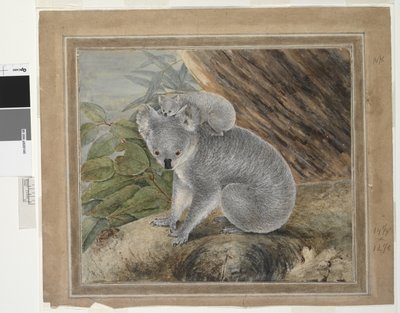 Koala ja nuori, 1803, J.W. Lewin, 1803 (wc ja guassi) tekijältä John William Lewin
