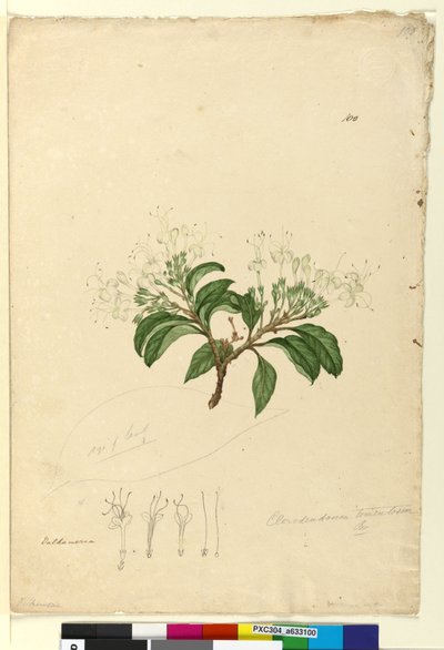 Sivu 100. Clerodendrum tomentosum, n. 1803-06 (wc, kynä, muste ja kynä) tekijältä John William Lewin