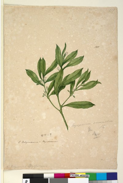 Sivu 101. Myoporum acuminatum, c.1803-06 (wc, kynä, muste ja kynä) tekijältä John William Lewin