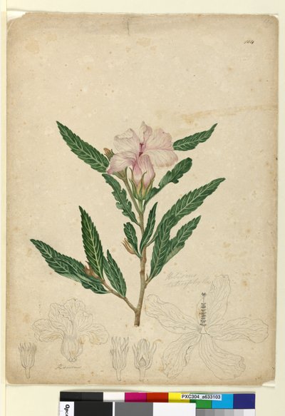 Sivu 104. Hibiscus heterophyllus, noin 1803-06 (wc, kynä, muste ja lyijykynä). tekijältä John William Lewin