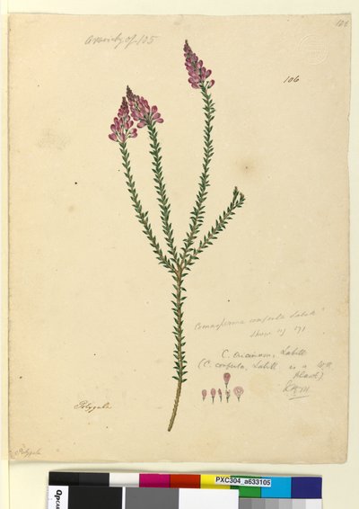 Sivu 106. Comesperma ericinum, c.1803-06 (wc, kynä, muste ja kynä) tekijältä John William Lewin