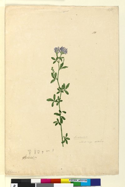 Sivu 110. Medicago sativa, c.1803-06 (wc, kynä, muste ja kynä) tekijältä John William Lewin
