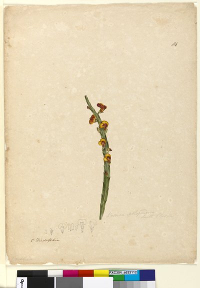 Sivu 114. Bossiaea scolopendria, n. 1803-06 (wc, kynä, muste ja kynä) tekijältä John William Lewin