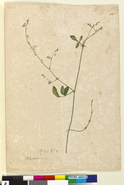 Sivu 115. Hedysarum, n. 1803-06 (wc, kynä, muste ja kynä) tekijältä John William Lewin
