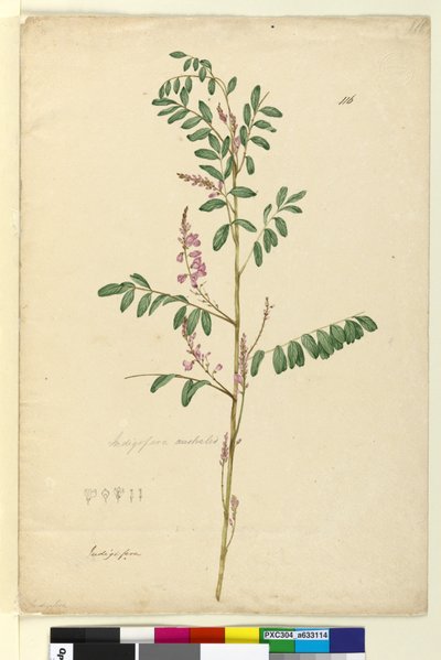 Sivu 116. Indigofera australis, n. 1803-06 (wc, kynä, muste ja kynä) tekijältä John William Lewin