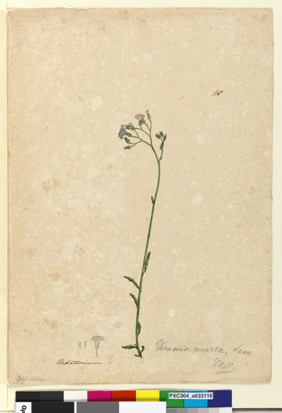 Sivu 118. Vernonia cinerea, n. 1803-06 (wc, kynä, muste ja kynä) tekijältä John William Lewin