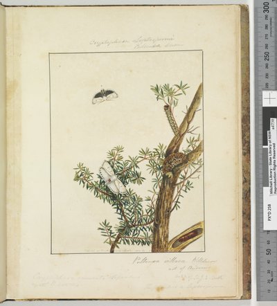 Sivu 11. Levy 3 Cryptophasa Septosfermi Pultenae Lewin, 1803-04 (käsinväriset etsausprintit) tekijältä John William Lewin