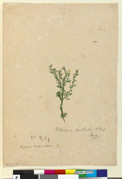 Sivu 122. Vittadinia australis, n. 1803-06 (wc, kynä, muste ja kynä) tekijältä John William Lewin