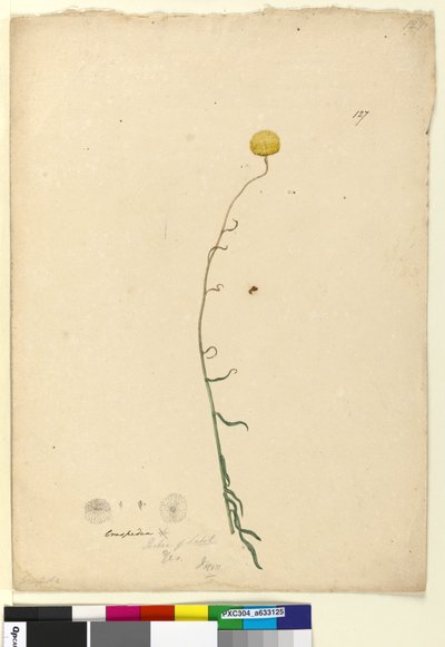 Sivu 127. Craspedia, n. 1803-06 (wc, kynä, muste ja kynä) tekijältä John William Lewin