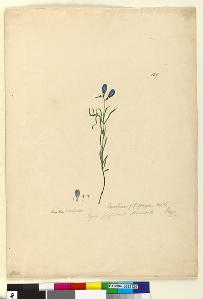 Sivu 129. Ionidium filiforme, c.1803-06 (wc, kynä, muste ja kynä) tekijältä John William Lewin