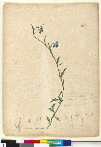 Sivu 130. Lobelia hostataLobelia gracilis, n.1803-06 (wc, kynä, muste ja kynä) tekijältä John William Lewin