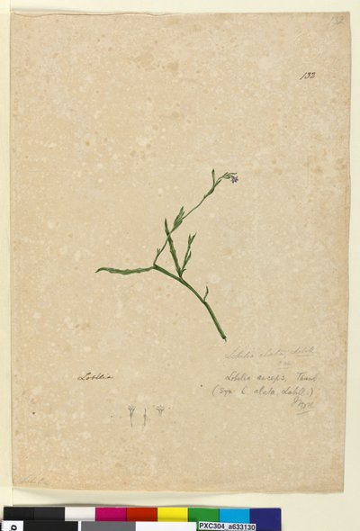 Sivu 132. Lobelia alata, n. 1803-06 (wc, kynä, muste ja kynä) tekijältä John William Lewin