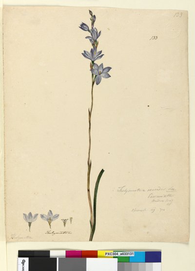Sivu 133. Thelymitra ixioides, n. 1803-06 (wc, kynä, muste ja kynä) tekijältä John William Lewin