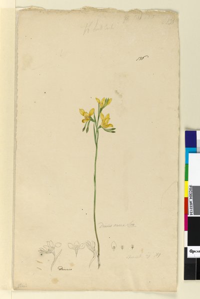Sivu 136. Diuris aurea, n. 1803-06 (wc, kynä, muste ja kynä) tekijältä John William Lewin