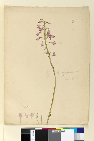 Sivu 139. Dipodium punctatum, c.1803-06 (wc, kynä, muste ja kynä) tekijältä John William Lewin