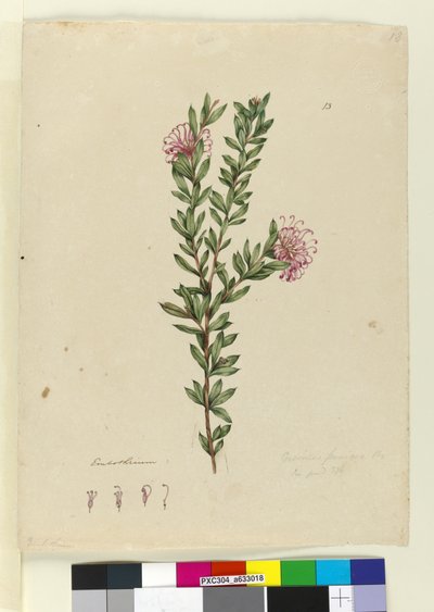 Sivu 13. Grevillea punicea, n. 1803-06 (wc, kynä, muste ja kynä) tekijältä John William Lewin