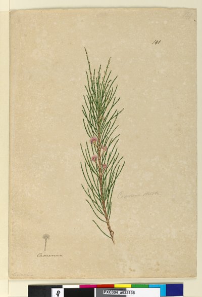 Sivu 141. Casuarina strictaAllocasuarina verticillata, n. 1803-06 (wc, kynä, muste ja kynä) tekijältä John William Lewin