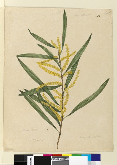 Sivu 145. Acacia longifolia, n. 1803-06 (wc, kynä, muste ja kynä) tekijältä John William Lewin