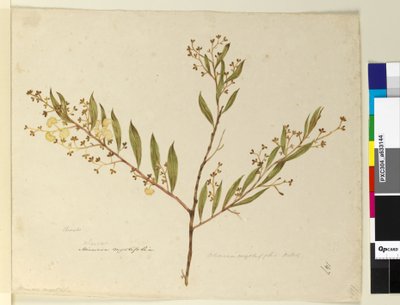 Sivu 147. Acacia myrtifolia, n. 1803-06 (wc, kynä, muste ja kynä) tekijältä John William Lewin