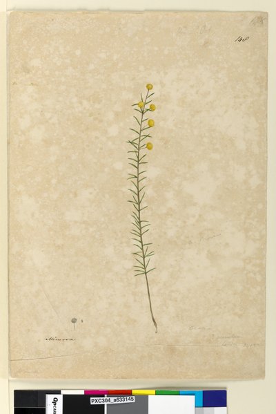 Sivu 148. Acacia aciculares, n. 1803-06 (akvarelli, kynä, muste ja kynä) tekijältä John William Lewin
