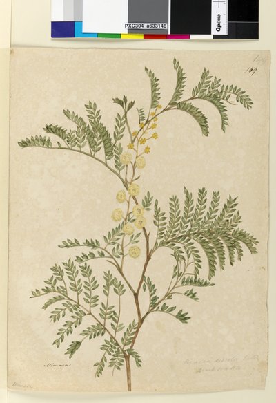 Sivu 149. Acacia discolorAcacia terminalis, c.1803-06 (wc, kynä, muste ja kynä) tekijältä John William Lewin