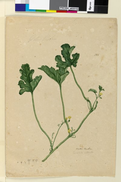 Sivu 155. Vesimeloni, n. 1803-06 (wc, kynä, muste ja kynä) tekijältä John William Lewin
