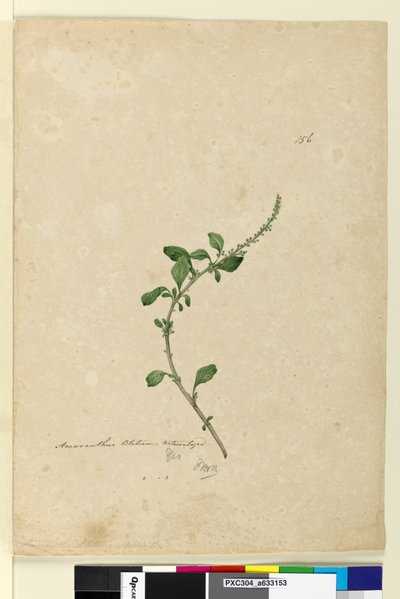 Sivu 156. Amaranthus Blitum, n. 1803-06 (wc, kynä, muste ja kynä) tekijältä John William Lewin