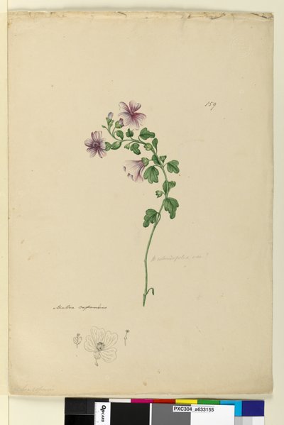 Sivu 159. Malva capensis, n. 1803-06 (wc, kynä, muste ja kynä) tekijältä John William Lewin