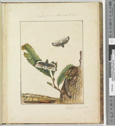 Sivu 15. Levy 4 Cryptophasa alba, costa Lewin, 1803-04 (käsinväriset etsausprintit) tekijältä John William Lewin