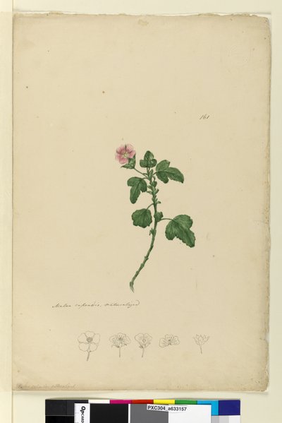 Sivu 161. Malva capensis, n.1803-06 (wc, kynä, muste ja kynä) tekijältä John William Lewin