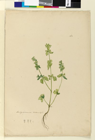 Sivu 162. Stachys arvensis, n. 1803-06 (wc, kynä, muste ja kynä) tekijältä John William Lewin