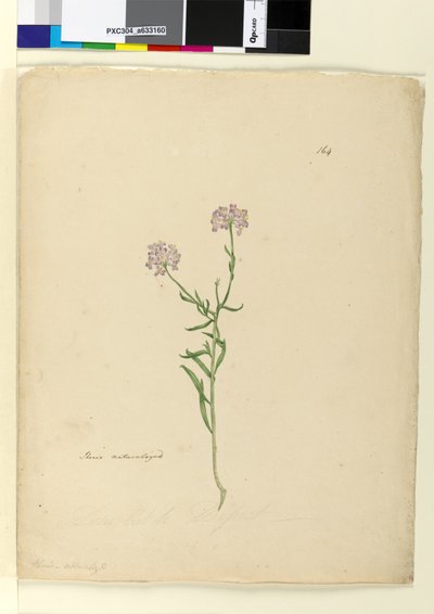 Sivu 164. Iberis naturalized, n.1803-06 (wc, kynä, muste ja kynä) tekijältä John William Lewin
