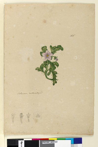 Sivu 165. Solanum naturalized, c.1803-06 (wc, kynä, muste ja kynä) tekijältä John William Lewin