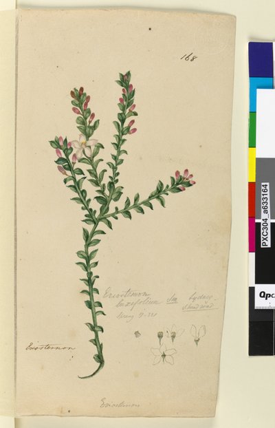 Sivu 168. Eriostemon buxifolium, n. 1803-06 (wc, kynä, muste ja kynä) tekijältä John William Lewin