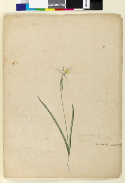 Sivu 170. Diplarrhena moraea, n. 1803-06 (wc, kynä, muste ja kynä) tekijältä John William Lewin