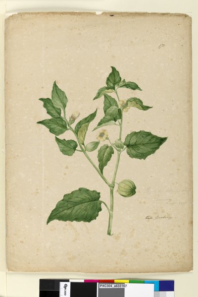 Sivu 172. Physalis edulis, n. 1803-06 (wc, kynä, muste ja kynä) tekijältä John William Lewin