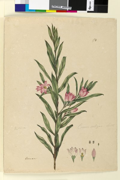 Sivu 174. Crowea saligna, n. 1803-06 (wc, kynä, muste ja kynä) tekijältä John William Lewin
