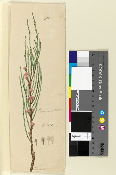 Sivu 175. Casuarina stricta Allocasuarina verticillata, n. 1803-06 (wc, kynä, muste ja kynä) tekijältä John William Lewin