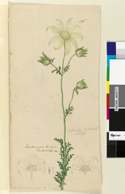 Sivu 176. Actinotus Helianthe, n. 1803-06 (wc, kynä, muste ja kynä) tekijältä John William Lewin