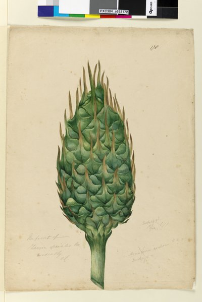 Sivu 178. Zamia spiralisin hedelmä, n. 1803-1806 (wc, kynä, muste ja kynä) tekijältä John William Lewin